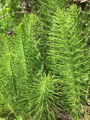 Equisetum