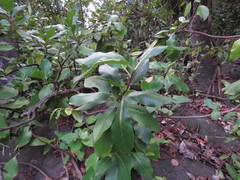 Hydrangea serratifolia