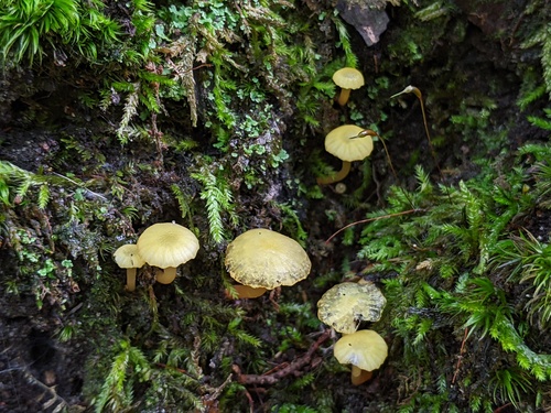 Hygrocybe parvula (Photo 2 of 3)