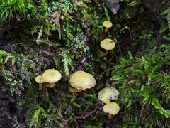 Hygrocybe parvula (Photo 2 of 3)