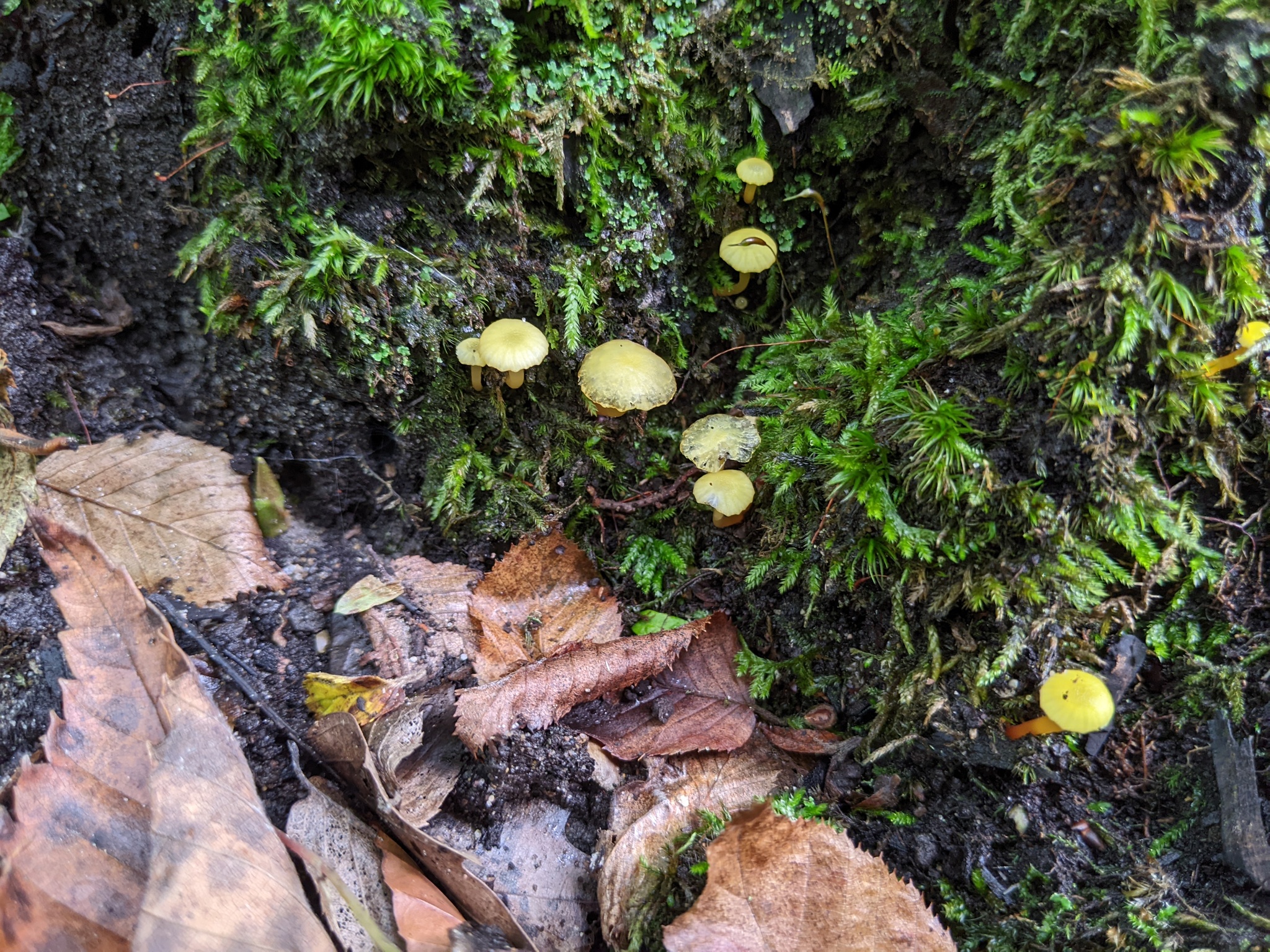 Hygrocybe parvula