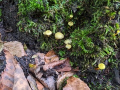 Hygrocybe parvula