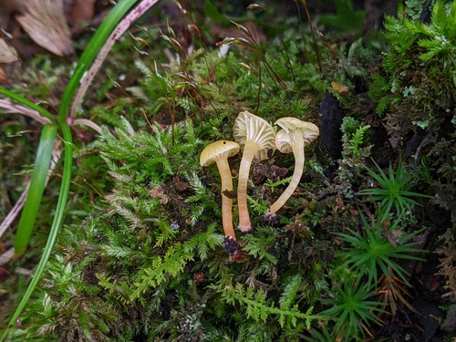 Hygrocybe parvula (Photo 3 of 3)