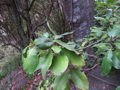 Hydrangea serratifolia