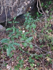 Ageratina gracilis