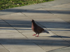 Columba livia domestica