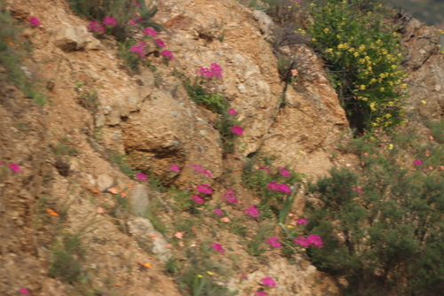 Image of Pelargonium incrassatum by (c) Tony Rebelo, some rights reserved (CC BY-SA)