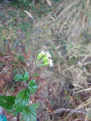 Ageratina gracilis