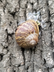 Cornu aspersum