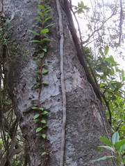 Hydrangea serratifolia
