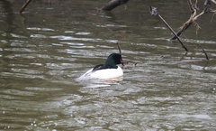 Mergus merganser