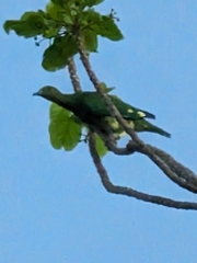 Tanna Fruit-Dove photo 2