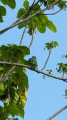 Tanna Fruit-Dove photo 3