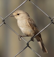 Bradornis microrhynchus
