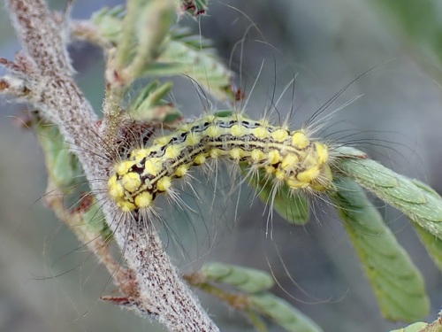 Mesquite Stinger Moth photo 4