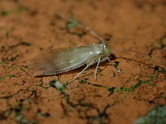 Caeciliusidae