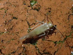 Caeciliusidae