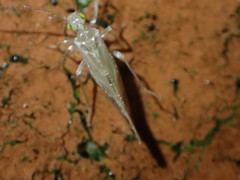 Caeciliusidae