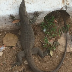 Varanus bengalensis