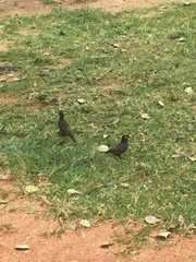 Acridotheres tristis