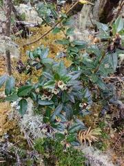 Cestrum buxifolium