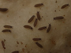 Ceratophysella