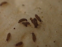 Ceratophysella