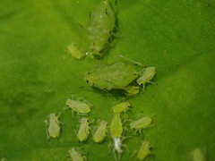 Macrosiphum oregonense