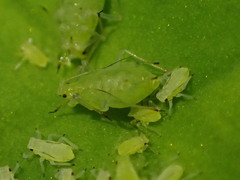 Macrosiphum oregonense
