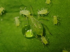 Macrosiphum oregonense
