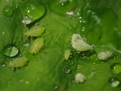 Macrosiphum oregonense