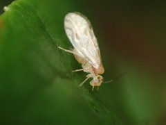 Caeciliusidae