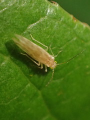 Caeciliusidae