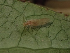 Caeciliusidae