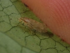 Caeciliusidae