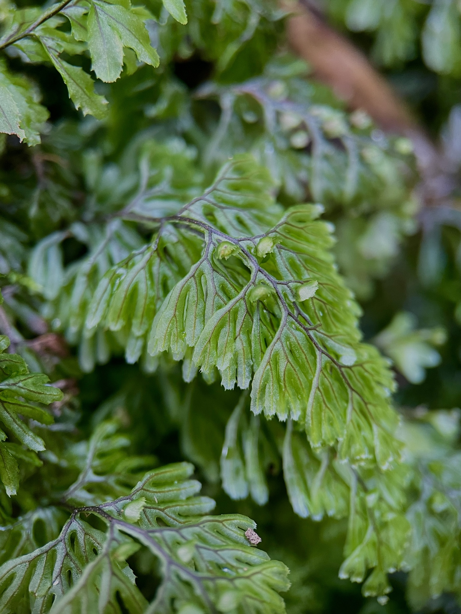 Hymenophyllum tunbrigense
