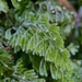 Tunbridge Filmy Fern - Photo (c) Henry Miller, some rights reserved (CC BY-NC), uploaded by Henry Miller