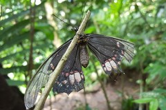 Heraclides anchisiades capys