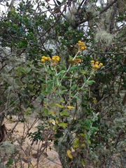 Scrobicaria ilicifolia