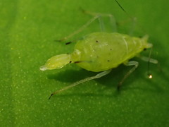 Macrosiphum oregonense