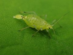 Macrosiphum oregonense