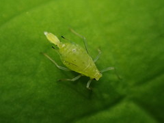 Macrosiphum oregonense
