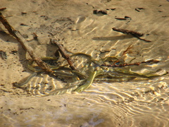 Ukrainian Brook Lamprey photo 2