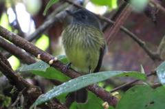 Mionectes striaticollis