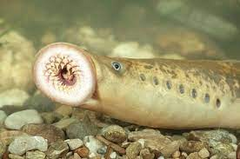 River Lamprey photo 2