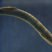 European River Lamprey - Photo (c) Tiit Hunt, some rights reserved (CC BY-SA)