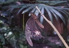 Heraclides anchisiades capys