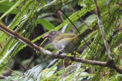 Chlorospingus semifuscus