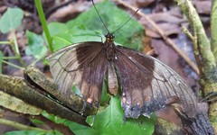 Heraclides anchisiades capys