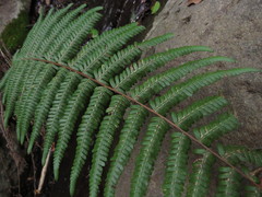 Amauropelta argentina